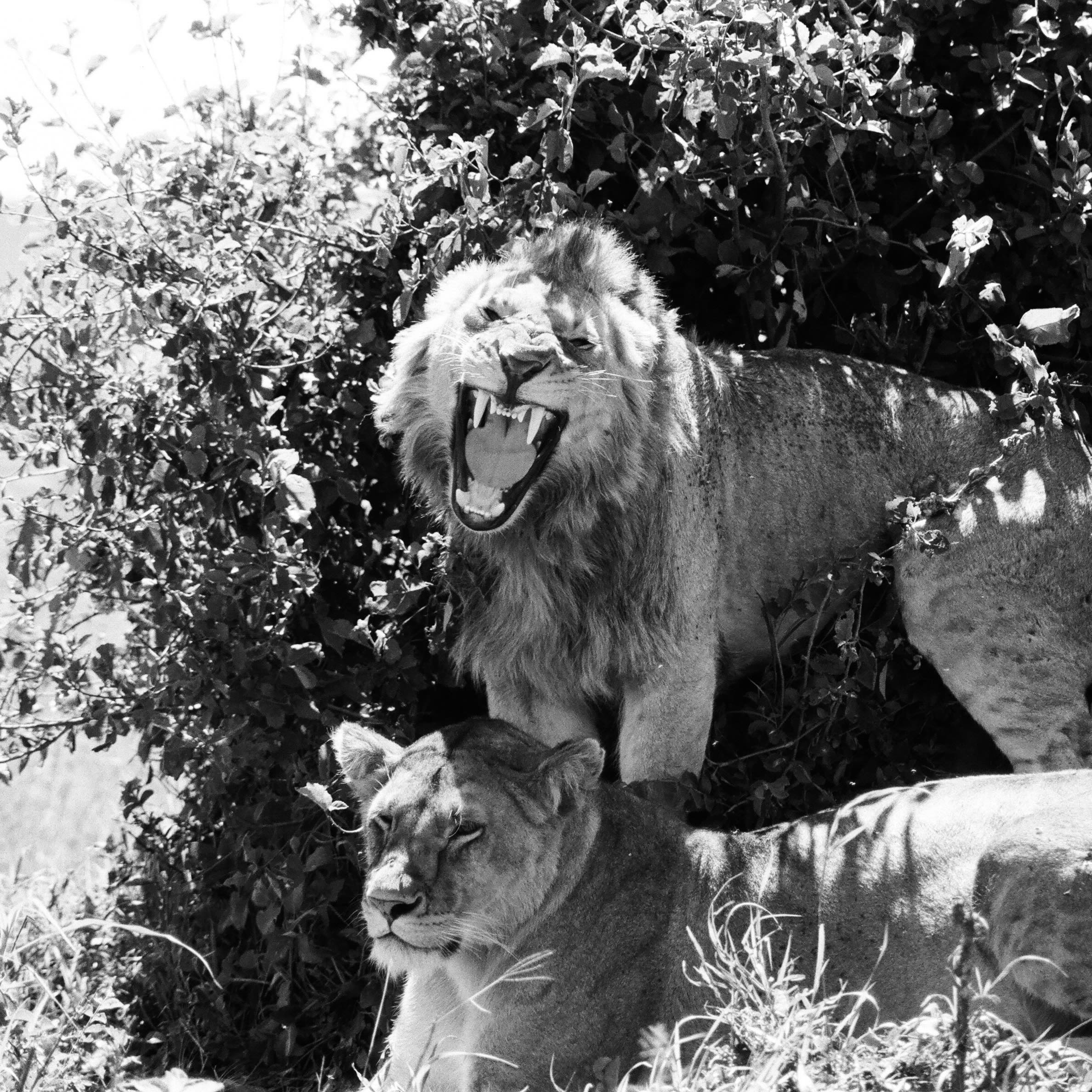 roar